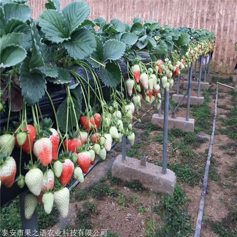 辽宁批发商